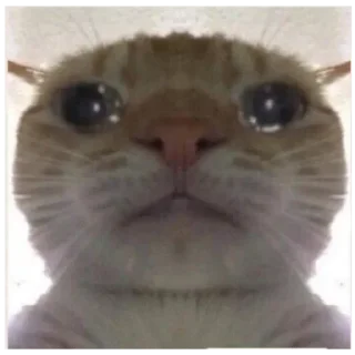 Коты