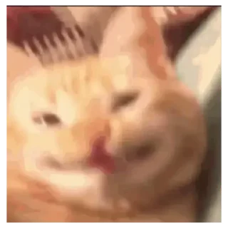 😂 Коты, sticker Telegram 6 sur 30