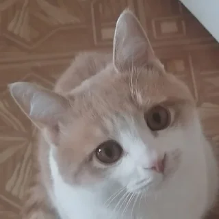 марсюшка 🐈