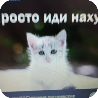 🐱 Гей порно, Telegram sticker 14 of 27