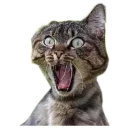 Котики [eeZee]