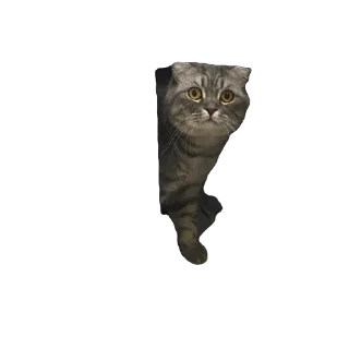 Кит