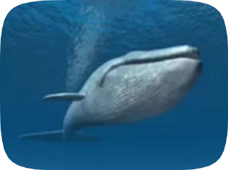 Pon