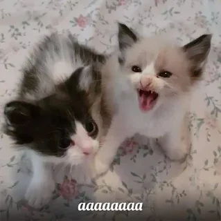 🙀 Мяу, sticker Telegram 13 sur 29