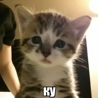 🤗 коты мухаха, Telegram sticker 12 of 90