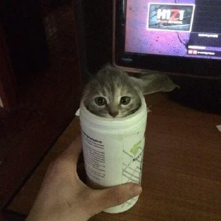 😶 коты мухаха, Telegram sticker 15 of 90