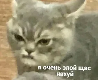 😤 Serious Squid, стикер Telegram 22 из 25