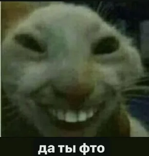 😝 Serious Squid, стикер Telegram 1 из 25
