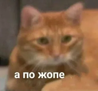 👠 Serious Squid, стикер Telegram 10 из 25