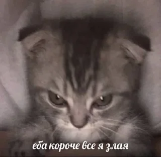 😰 Serious Squid, стикер Telegram 20 из 25