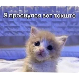 Тупа я