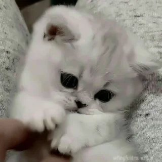 коты от пидоров|@bfueocuzoxjduco