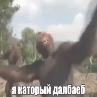 🌟 Сидим не рыпаемся :: V2ggvp, стикер Telegram 20 из 70