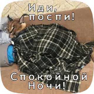 😴 Шлёпа 2, стикер Telegram 10 из 50