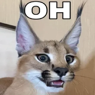 😧 ШЛЕПЫЧЬ :), sticker Telegram 14 sur 39