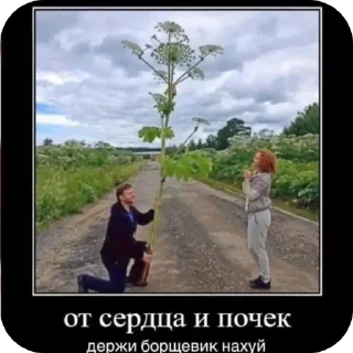🖼 Мемный чайник, sticker Telegram 5 sur 11