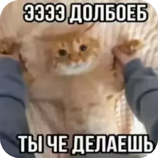 Мемный чайник