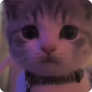 😼 𝓜𝓾𝓻², Telegram sticker 14 of 118