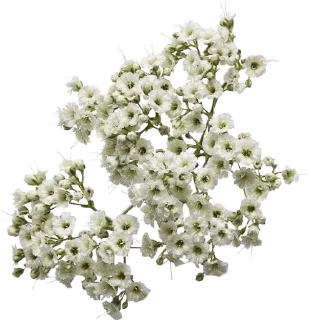 🌟 flores para querida., стикер Telegram 8 из 30