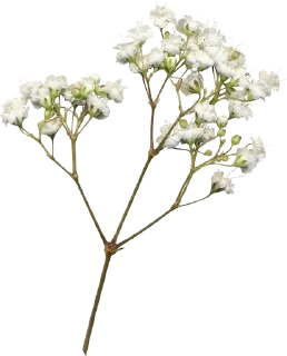 🌟 flores para querida., стикер Telegram 7 из 30
