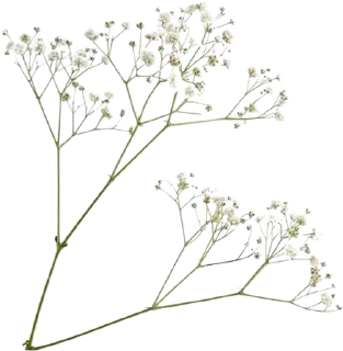 🌟 flores para querida., стикер Telegram 6 из 30