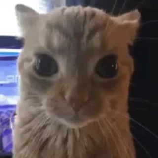 🐈 @rudewwk глотнула кринжа, стикер Telegram 16 из 50