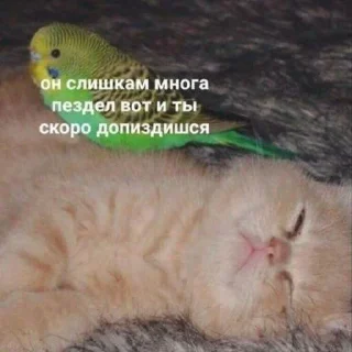 🤩 анньенхасэйо пт2, стікер Telegram 23 з 120