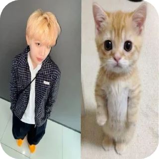 🐱 zb1 silly, стікер Telegram 6 з 36