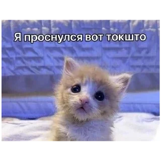 😊 злые коты, стікер Telegram 6 з 18