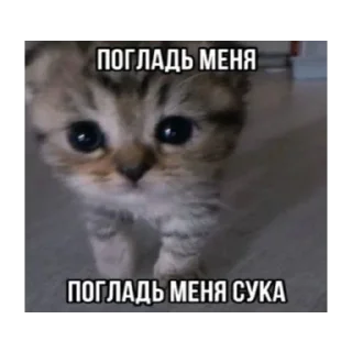 😡 злые коты, стікер Telegram 14 з 18