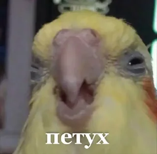 😍 БИБИЗЯНЫ, Telegram sticker 23 of 25