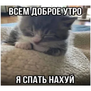 😡 злые коты, стікер Telegram 11 з 18