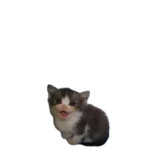 Стрипси