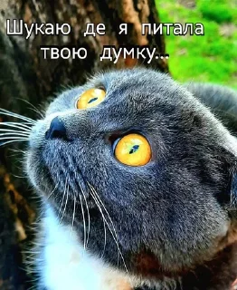 🌟 Стікери від Софи, Telegram sticker 11 of 15