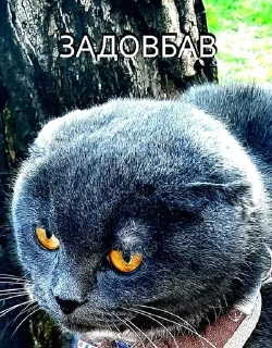 🌟 Стікери від Софи, Telegram sticker 13 of 15