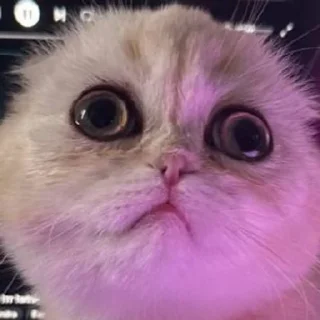 😵 Yuki Adun🐱& @eclips13, стикер Telegram 14 из 23