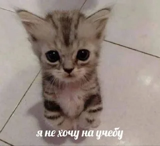 🌟 была бы твоя мать рядом, Telegram sticker 15 of 31