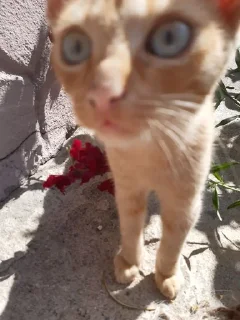 😜 лучший котик мечта прям, стікер Telegram 4 з 48