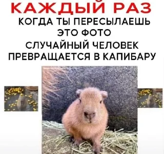 🌟 была бы твоя мать рядом, Telegram sticker 19 of 31