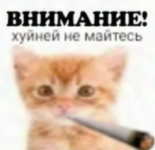 🌟 бебебе @forestsxs, Telegram sticker 16 of 81