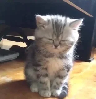 🤔 @iam13yo каты kati кэтс kets, sticker Telegram 16 sur 27