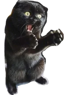 😧 Crazy black cat, sticker Telegram 7 sur 9
