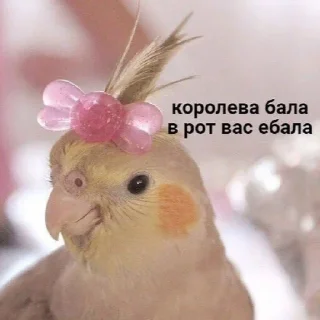 😌 Kotiki, Telegram sticker 22 of 66