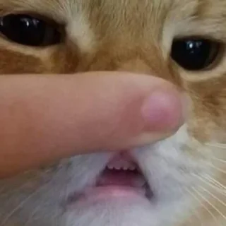 🤪 kotiki, Telegram sticker 5 of 120