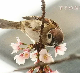 🌸 Ёбушки воробушки от Ruber, sticker Telegram 21 sur 42