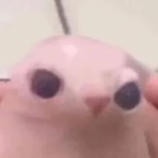 🤩 Котики, от iitz_chel, sticker Telegram 20 sur 52