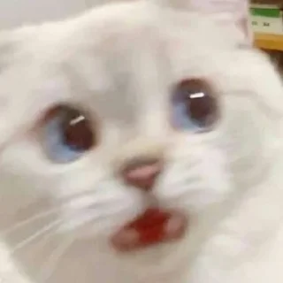 😪 Котики, от iitz_chel, sticker Telegram 5 sur 52