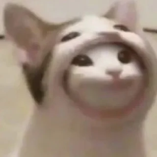 ☺️ Котики, от iitz_chel, sticker Telegram 19 sur 52