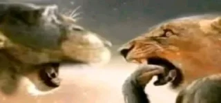 Aeee