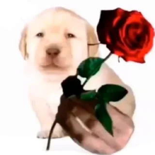 🌹 Анальная фея, sticker Telegram 8 sur 76